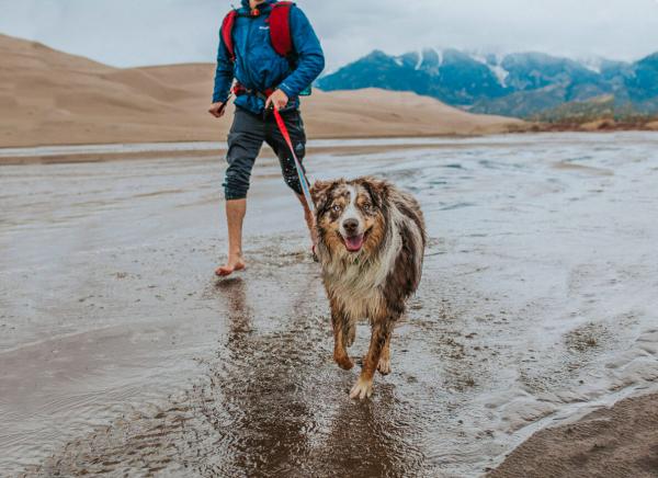 Kurgo Reflect & Protect Quantum Leash Barn Red